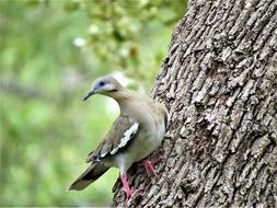 Bird Dove Tree