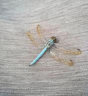 Dragonfly Insect Fly