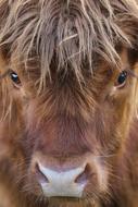 Animal Portrait Hair