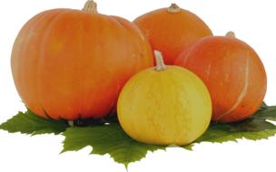 ripe pumpkins are delicious