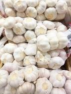 garlic harvest in a bag