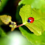 Ladybug Red Leaf Lucky