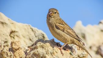 Nature Outdoors Bird