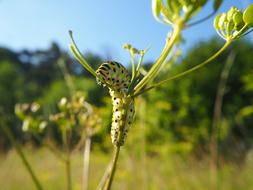 big beautiful caterpillar