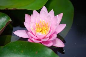 Flower Lotus