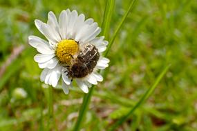a gorgeous daisy with a beetle on the grass in the field.