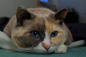 Cute cat domestic Animal