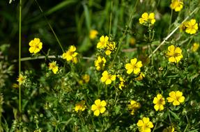 Flowers Nature Summer