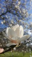 white flower on a branch
