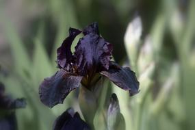 black flower in the grass