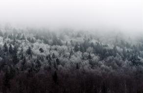 Nature Landscape Woods