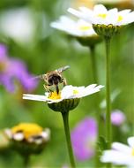 bee on a small flower