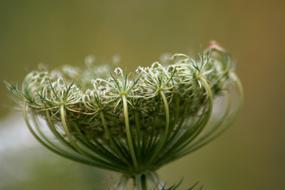 Plant Weed Parsley