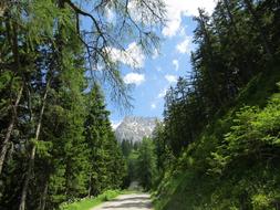 green trees above the clouds
