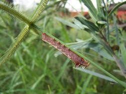 Butterfly Caterpillar