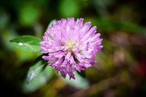 Macro Shooting Flower Photo