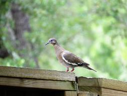 Bird Dove Fence