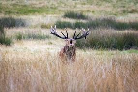 beautiful elk in the field