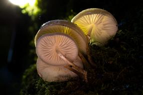 mushrooms in the forest under the light