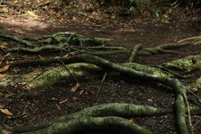 Trees Roots Nature Tree With