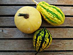 collection of garden pumpkins