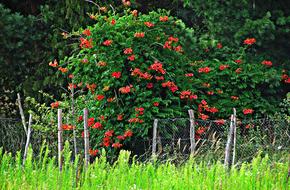 Tree Bush Flowering