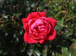 wild red rose bush