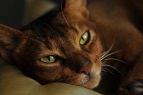 Cat Abyssinian Muzzle