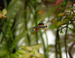 Guppy Fish Colorful Water