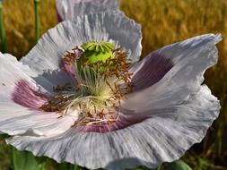 white poppy close up
