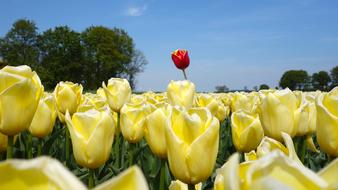 yellow tulips with a red tulip against the sky