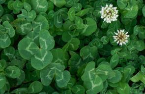 white wildflowers in the swamp