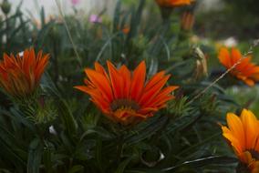 red grass flowers