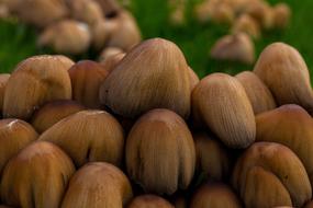 mushroom cinnamon garden species