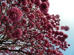 beautiful flowers in the blue sky