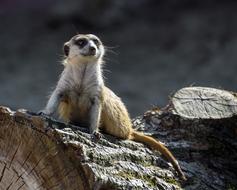Suricate Tree Trunk Sentinel