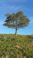 lonely tree upstairs