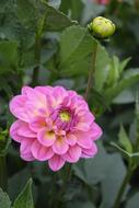 a blooming rosebud in the grass