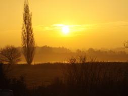 sunrise in a field of trees