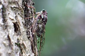 Japan Natural Insect