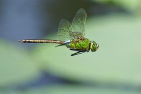 Japan Natural Insect