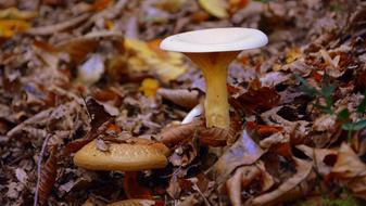 chanterelle mushroom in the autumn forest