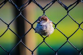 Bird Fence Green