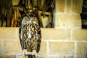 Owl Raptor Feathers