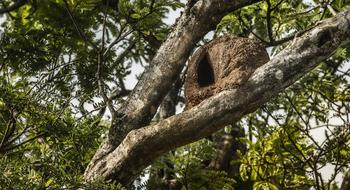 John Clay Bird on tree