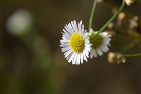 white flowers close up