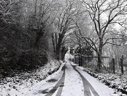 winter forest with road