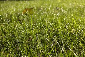 Green Texture Grass in garden