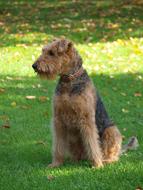 Dog Airedale