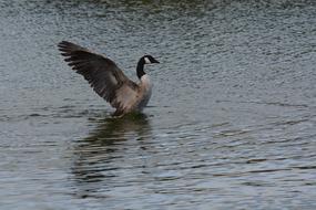 Canada Goose Standing